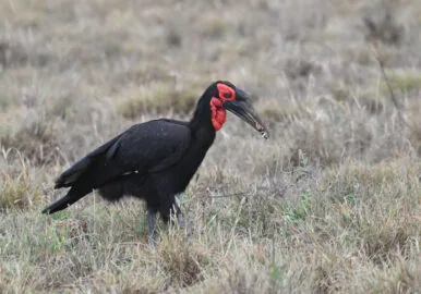 Coastal Kenya Birding and Wildlife Tour