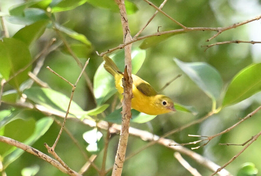 Coastal Kenya Birding and Wildlife Tour