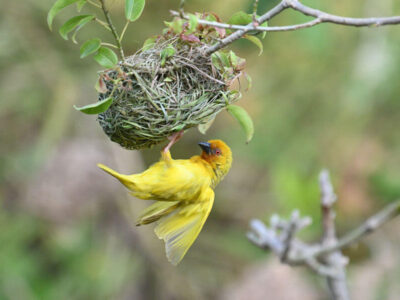 Coastal Kenya Birding Tour