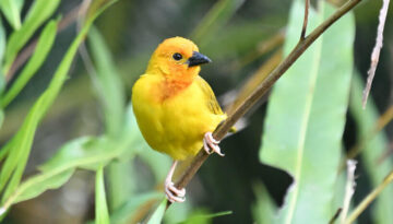 Coastal Kenya Birding and Wildlife Tour