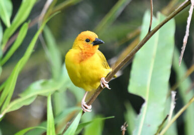 Coastal Kenya Birding and Wildlife Tour