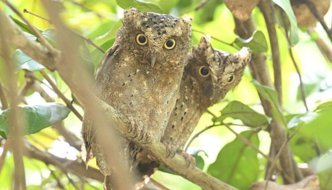 Coastal Kenya Birding and Big Game Tour