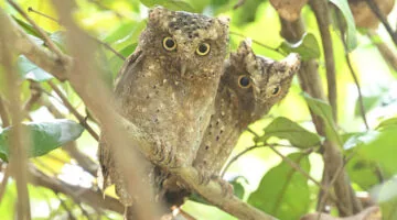 Coastal Kenya Birding and Big Game Tour