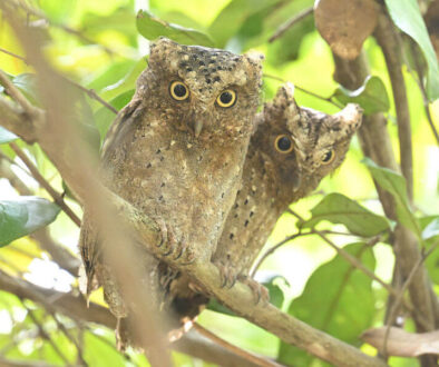 Coastal Kenya Birding and Big Game Tour