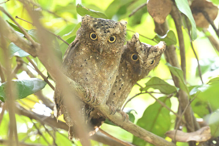 Coastal Kenya Birding and Wildlife Tour