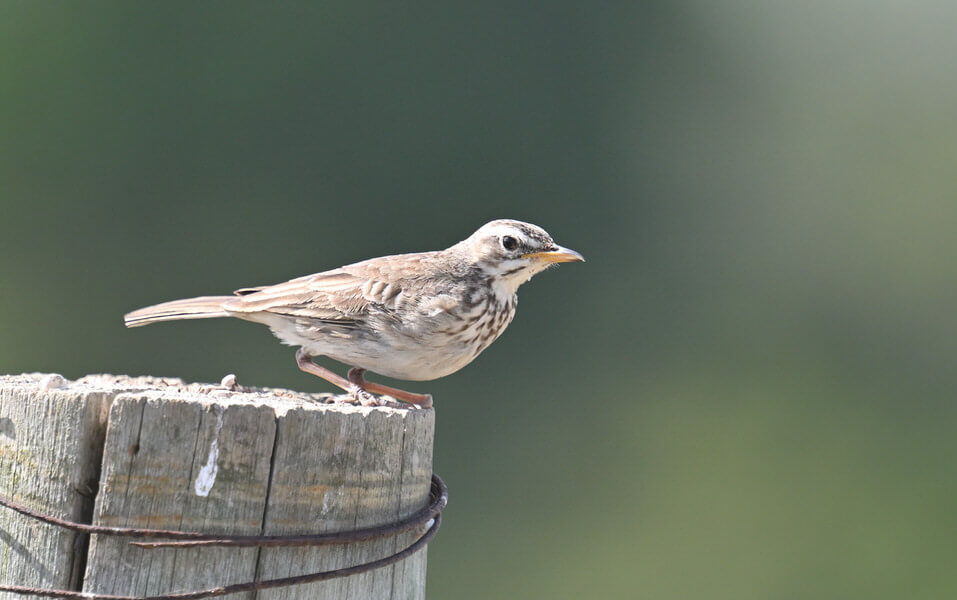 Coastal Kenya Birding and Wildlife Tour