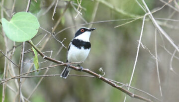 Coastal Kenya Birding and Wildlife Tour