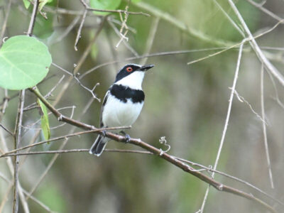 Coastal Kenya Birding and Wildlife Tour