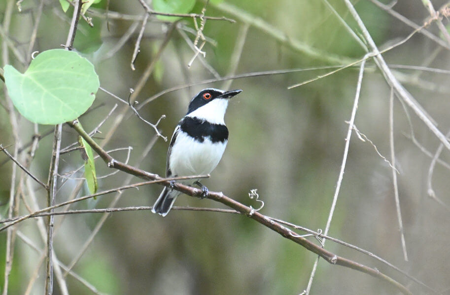 Cisticola Tours Coastal Birding Tour