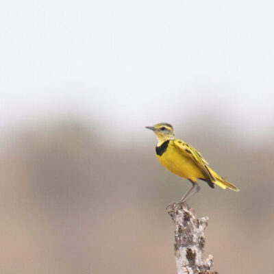 Coastal Kenya Birding Tour
