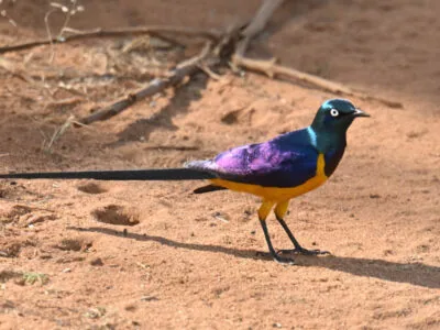 Kenya Birds Photography Tour