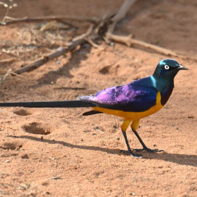 Coastal Kenya Birding Tour