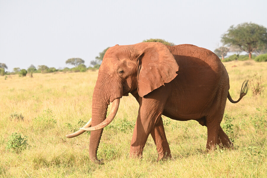 Coastal Kenya Birding and Wildlife Tour