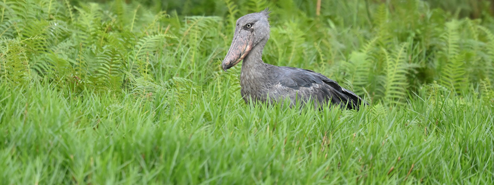 Uganda Shoebill and Green-breasted Pitta Birding Tour