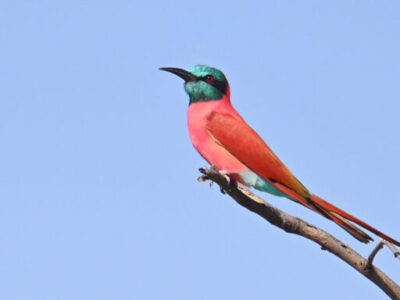 Uganda Birds Photography Safari