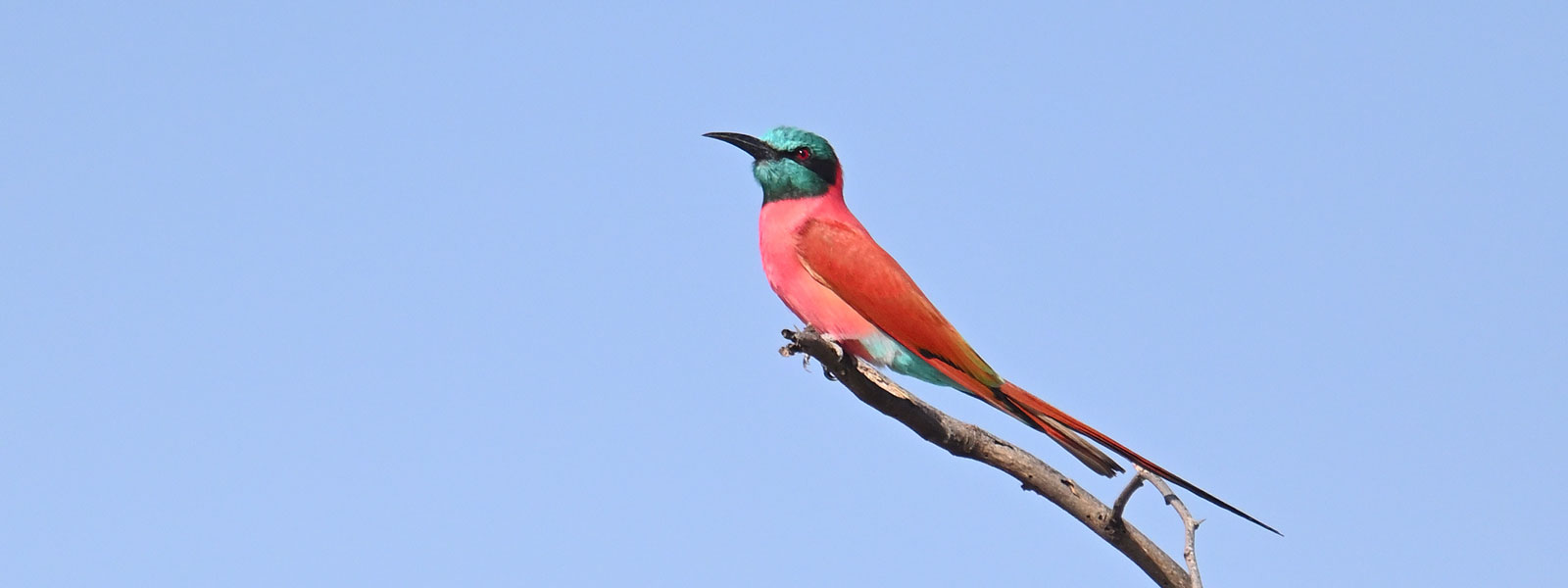 Uganda Birding Tour