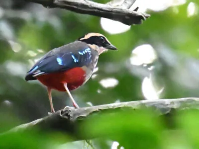 Z62_5290 Uganda Birds Photography Safari