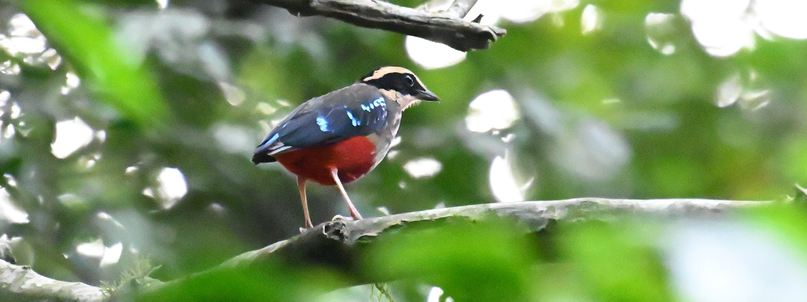 Tanzania and Uganda Birding Tour