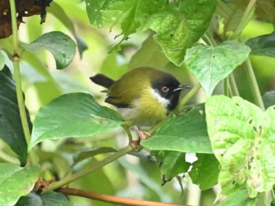 Rwanda Birding Tour