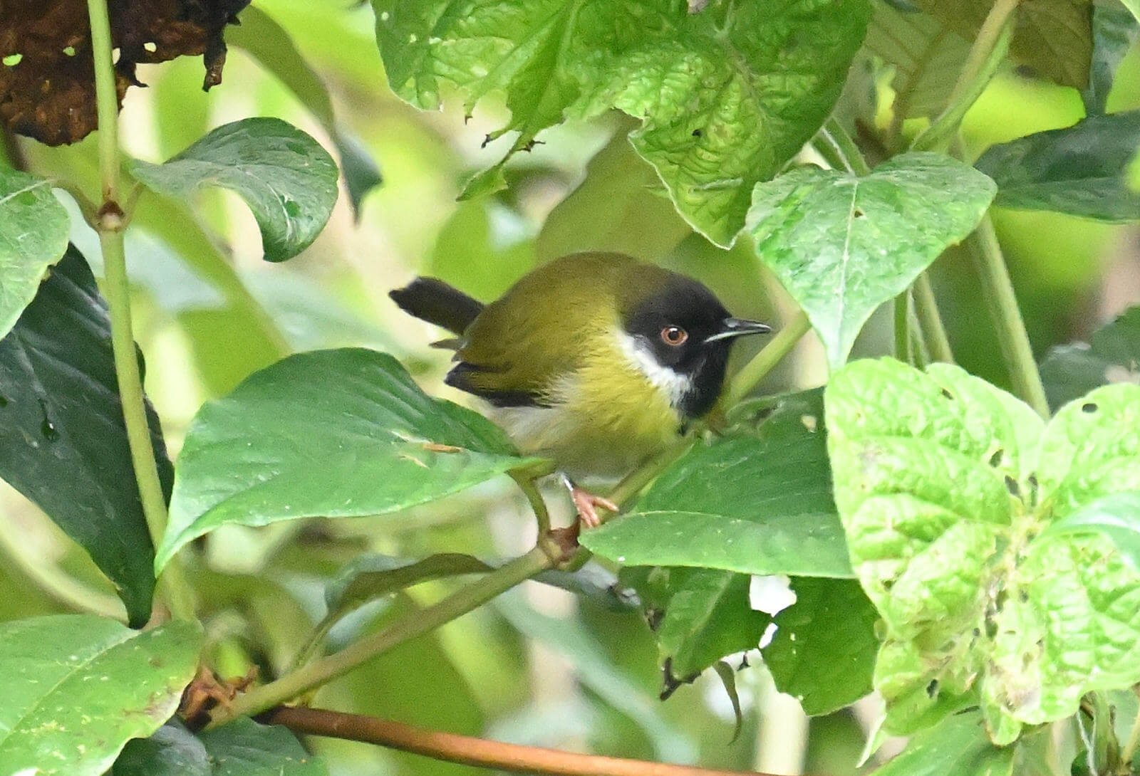 Rwanda Birding and Wildlife Custom Safari Tour