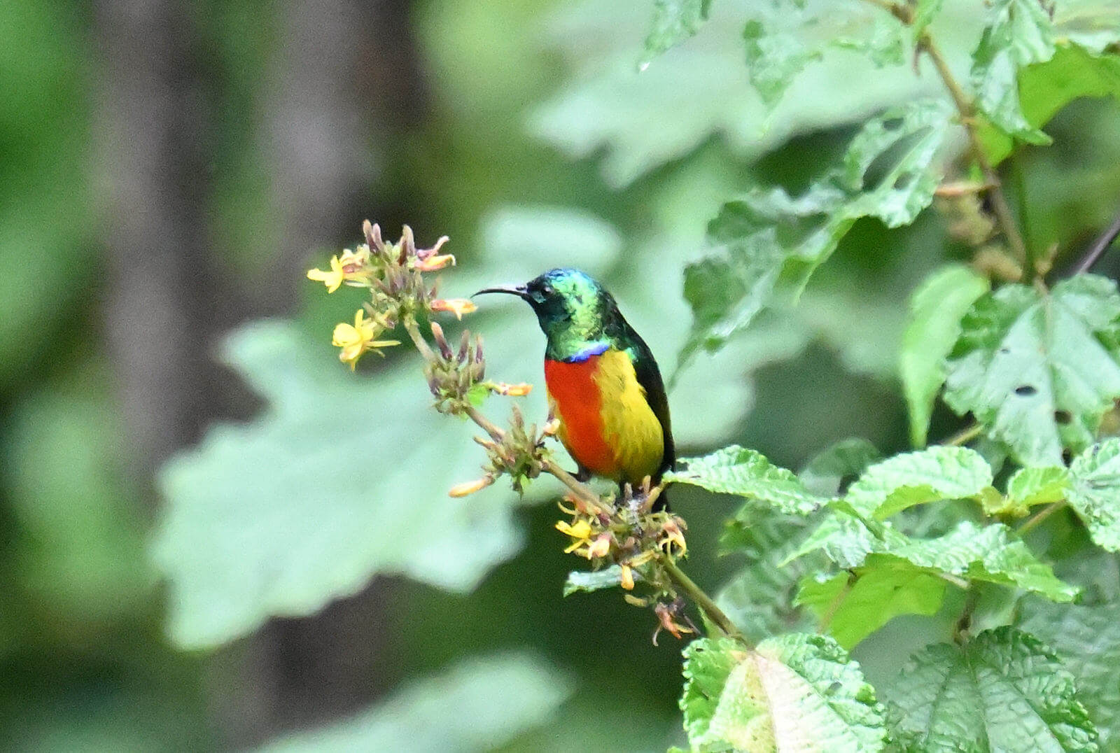 Rwanda Birding and Wildlife Custom Safari Tour