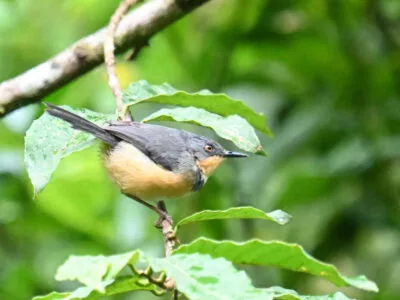 Z62_0453 Uganda Birding Tour