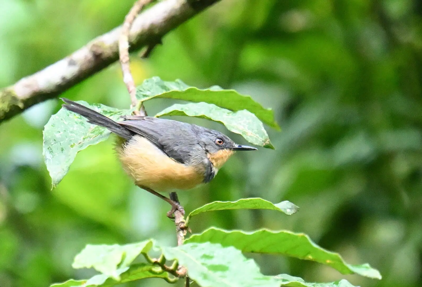 Rwanda Birding and Wildlife Custom Safari Tour