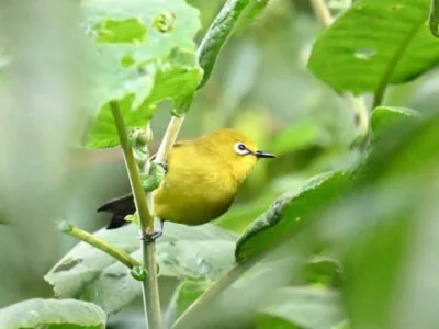 Uganda Birds Photography Safari
