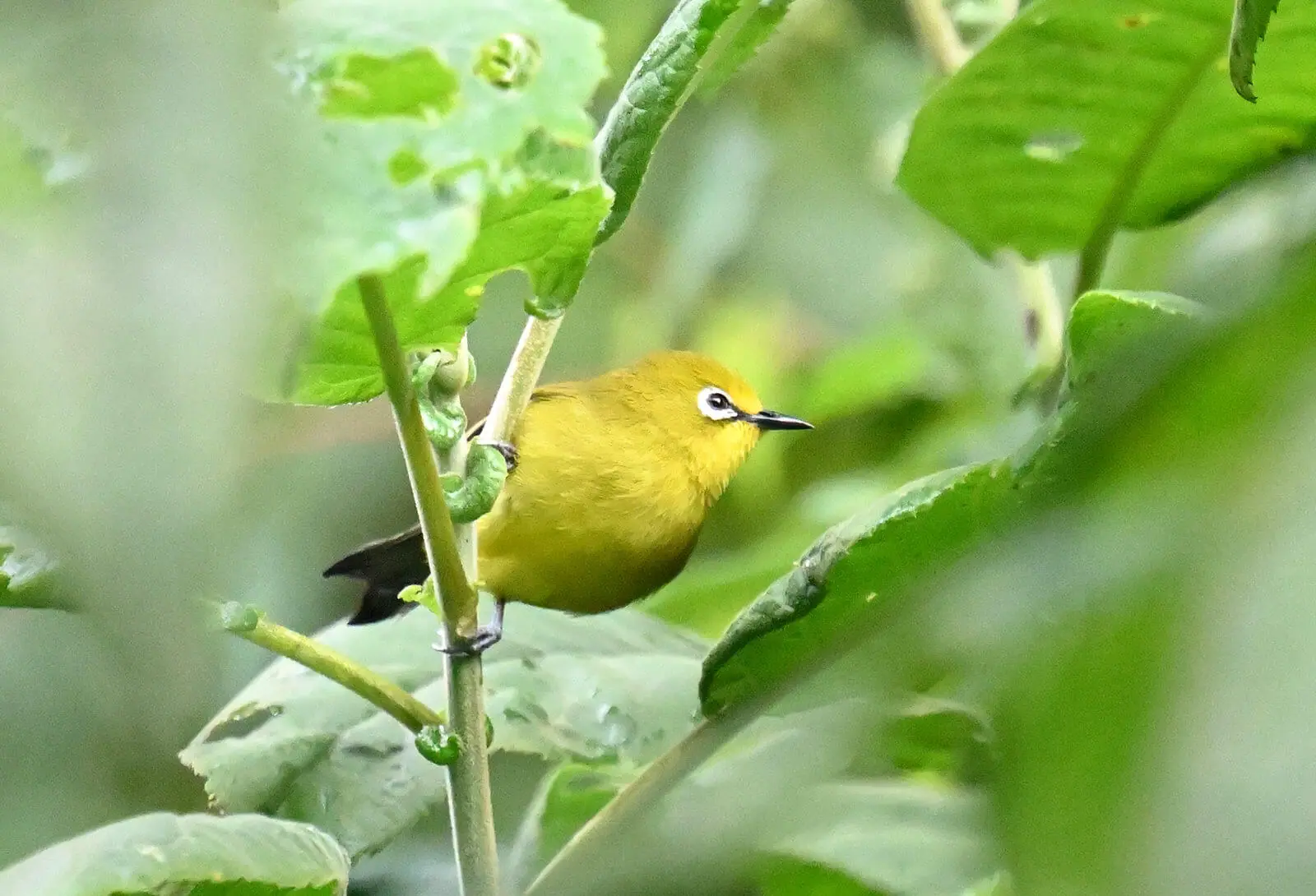 Uganda Birding Tour