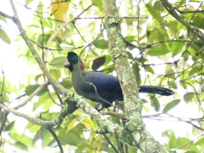 Rwanda Birding Tour