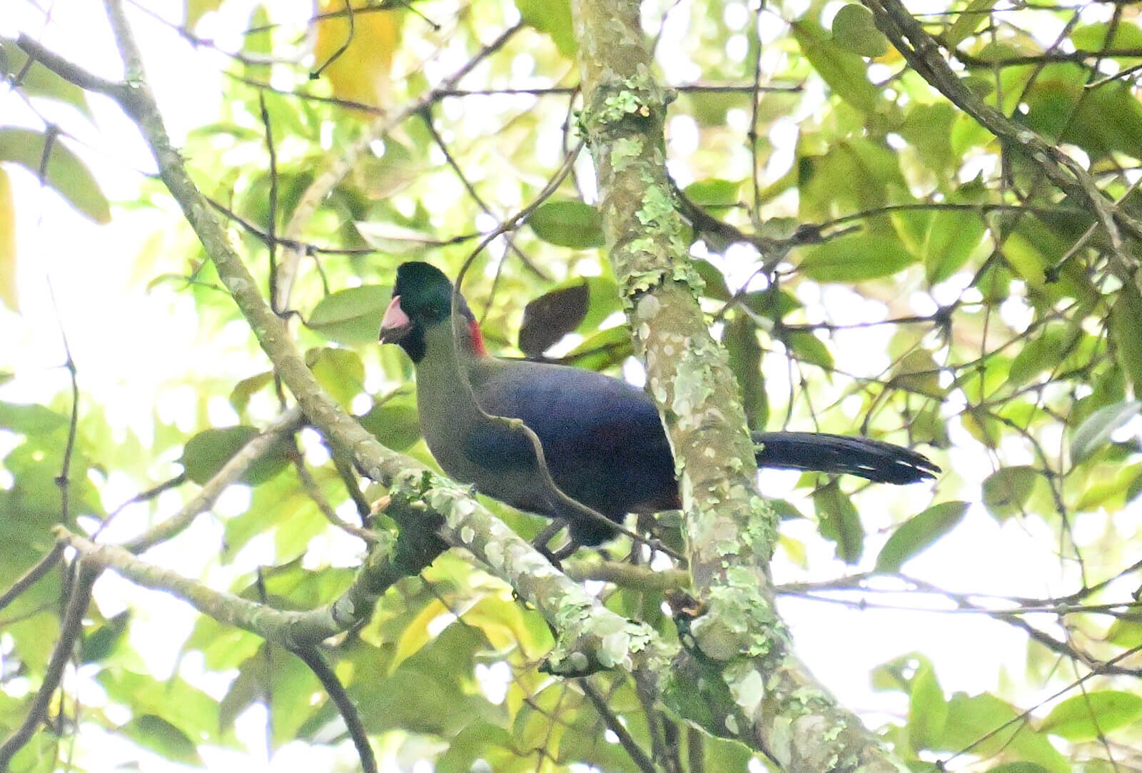 Rwanda Birding and Wildlife Custom Safari Tour