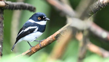 Rwanda Birding Tour