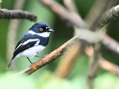 Rwanda Birding Tour