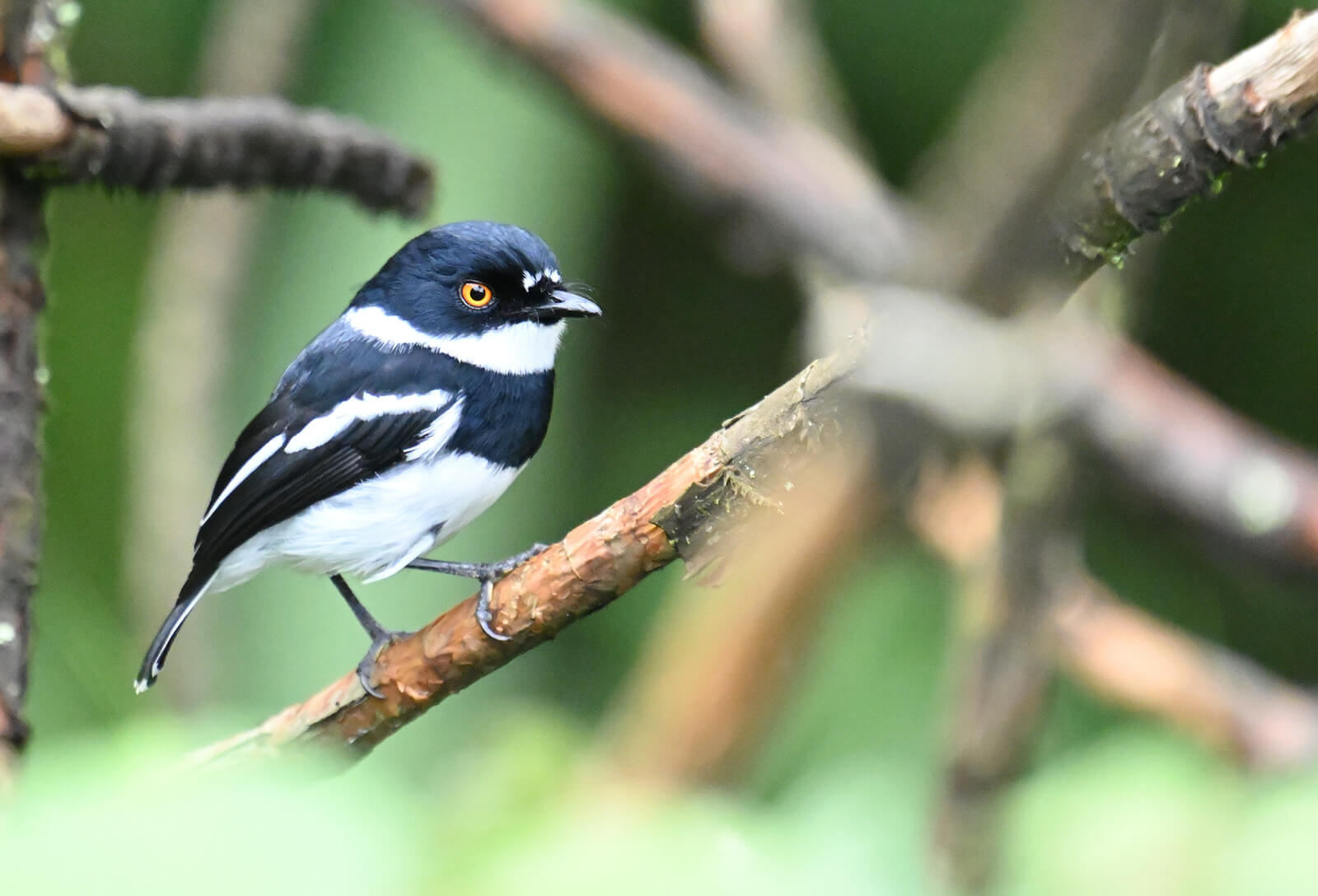 Rwanda Birding and Wildlife Custom Safari Tour