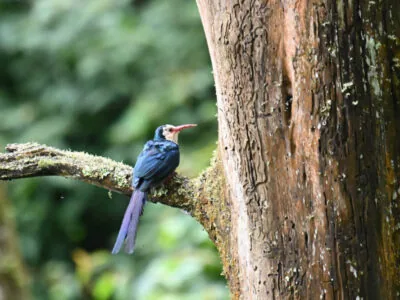 Rwanda Birding Tour