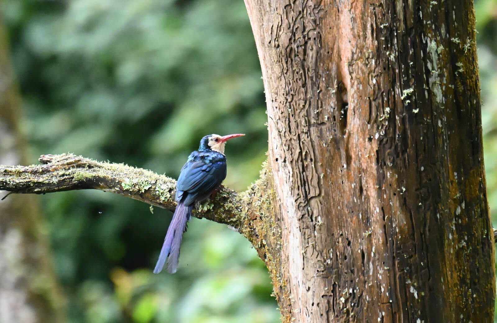 Rwanda Birding and Wildlife Custom Safari Tour