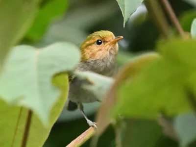 Rwanda Birding Tour