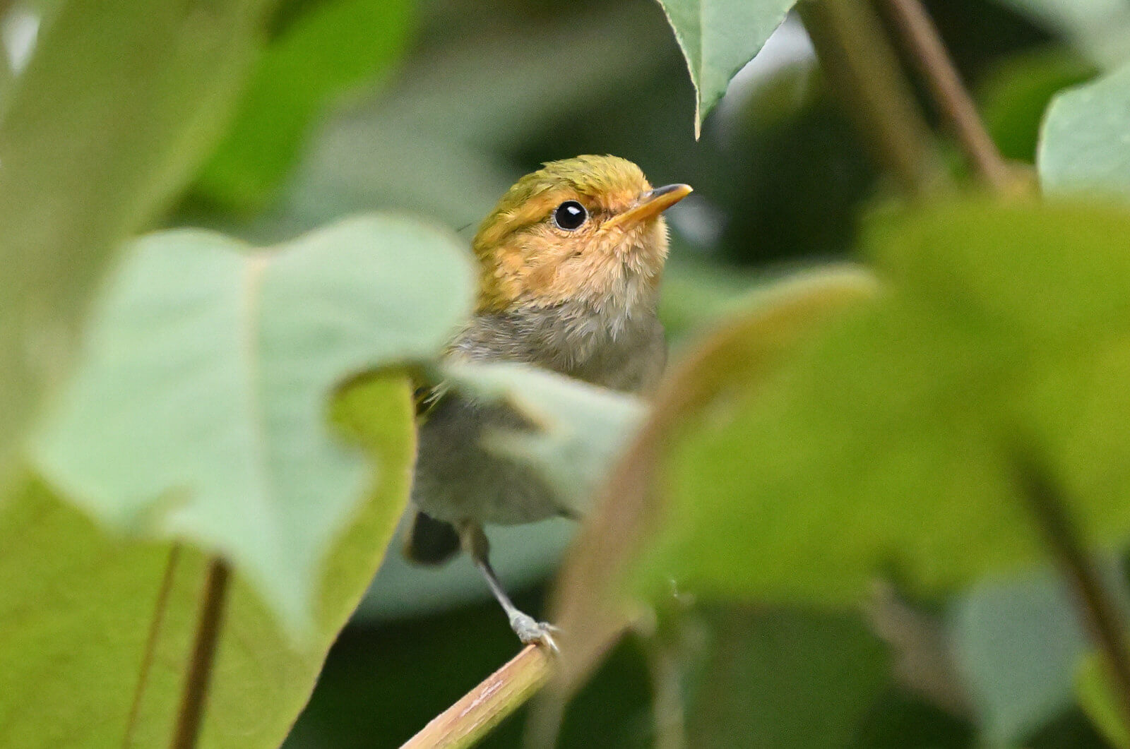 Rwanda Birding and Wildlife Custom Safari Tour