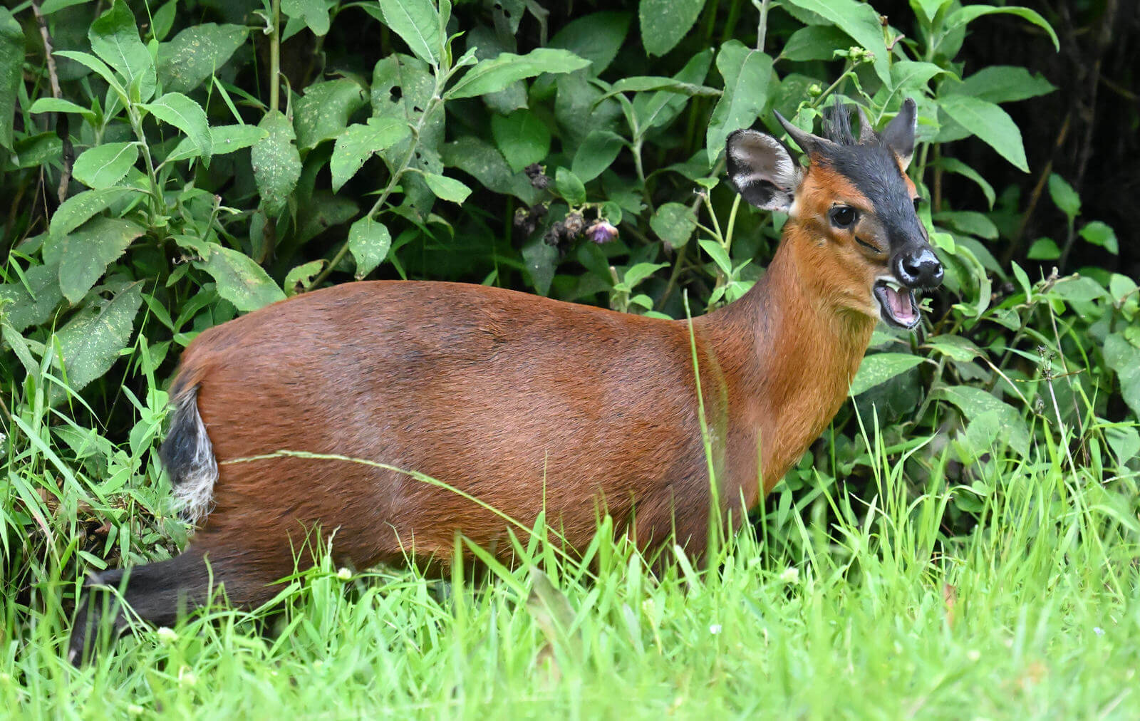 Rwanda Birding and Wildlife Custom Safari Tour