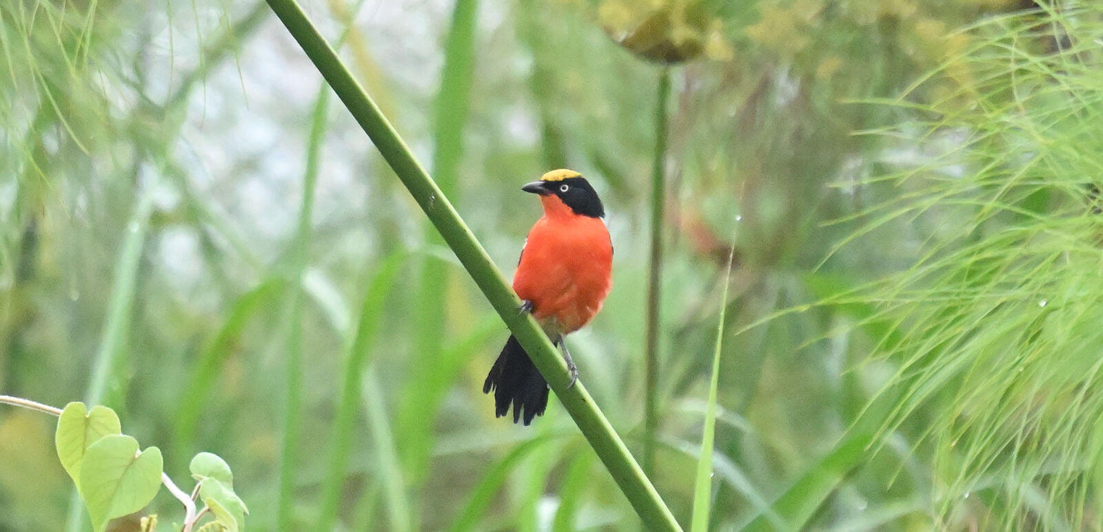 Rwanda Birding and Wildlife Custom Safari Tour
