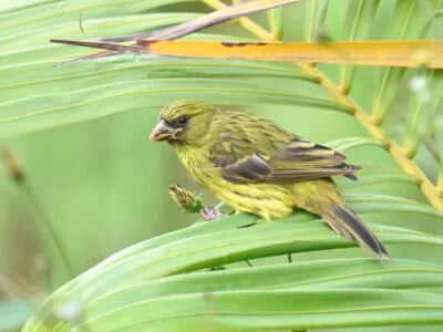Uganda and Kenya Birding Tour