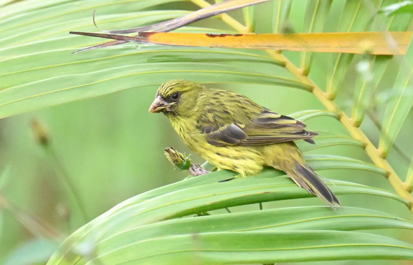 Rwanda Birding and Wildlife Custom Safari Tour