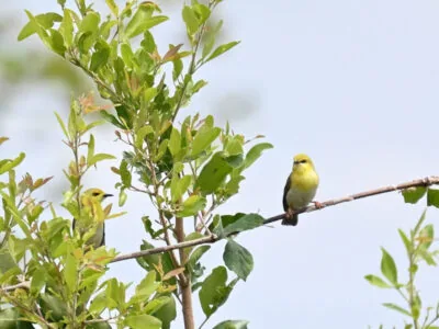Rwanda Birding Tour