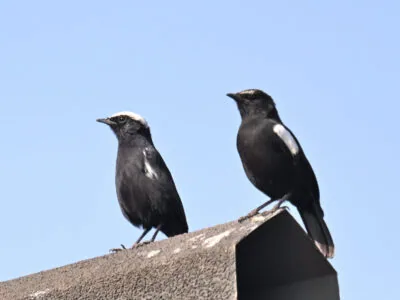 Rwanda Birding Tour