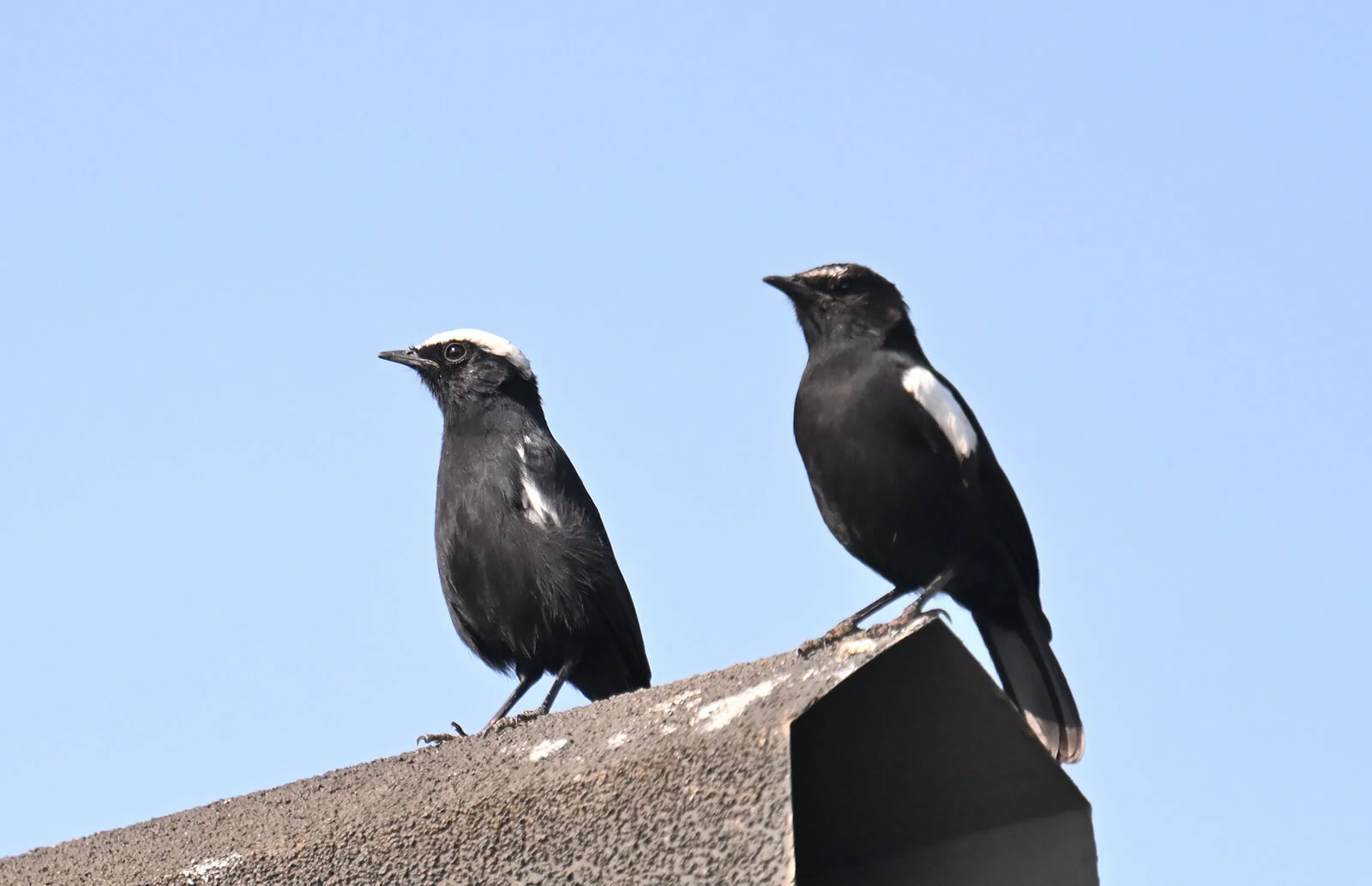 Rwanda Birding and Wildlife Custom Safari Tour