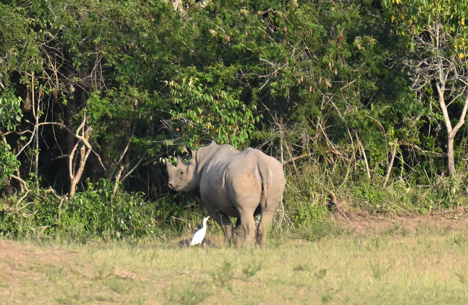 Rwanda Birding and Wildlife Custom Safari Tour