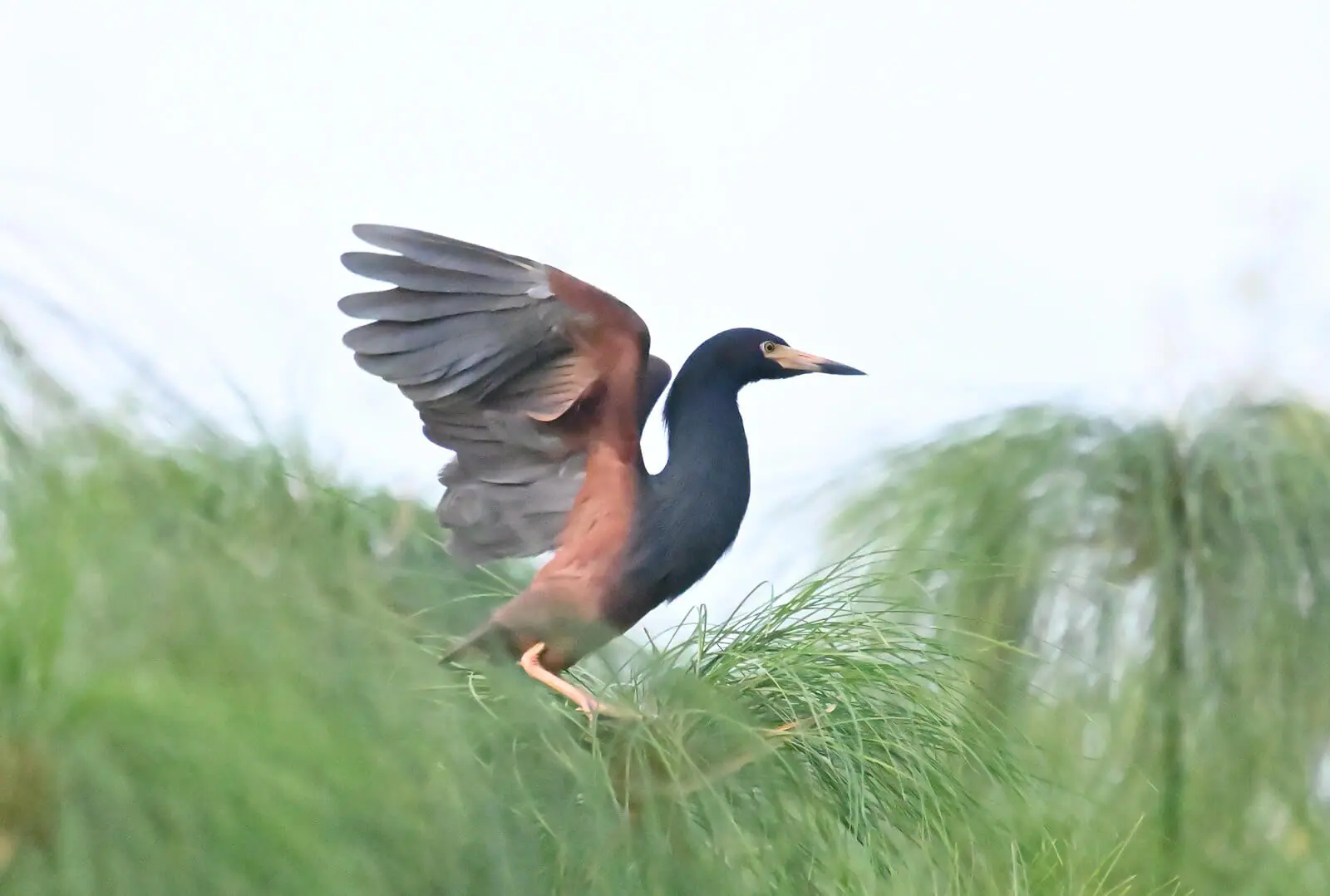 Rwanda Birding and Wildlife Custom Safari Tour