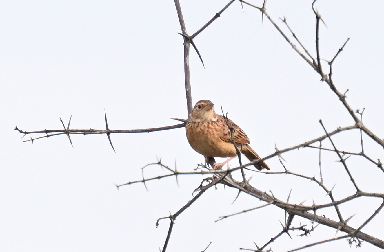 Rwanda Birding and Wildlife Custom Safari Tour