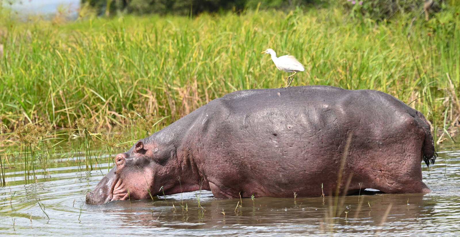 Rwanda Birding and Wildlife Custom Safari Tour