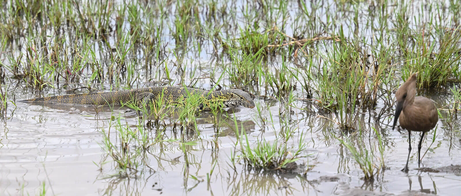 Rwanda Birding and Wildlife Custom Safari Tour